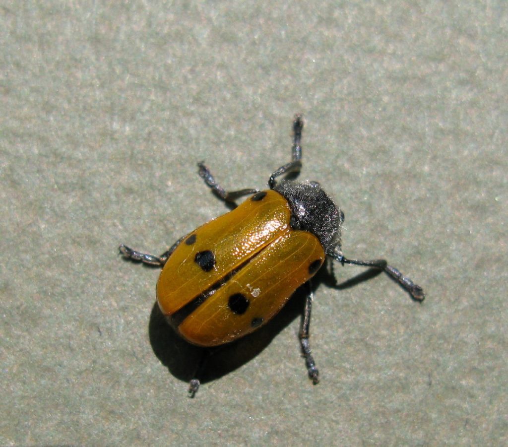 Lachnaia italica (Chrysomelidae)